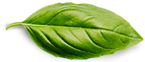Contact Basil Leaf 1